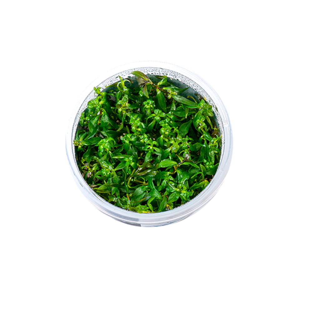 ovalis ludwigia2.jpg